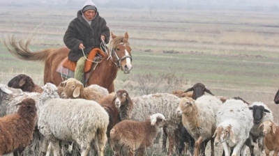 «Продают свою продукцию по очень низкой цене»: экономист рассказал о проблемах животноводов в Монголии