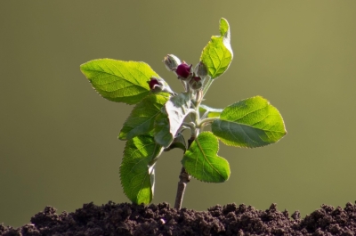 Как вырастить яблоню из семечка и посадить на даче